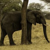 African elephant inside Ngorongoro Crater near Karatu