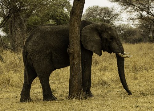 Ngorongoro Crater from Karatu: Price, Distance, Itinerary & Travel Guide