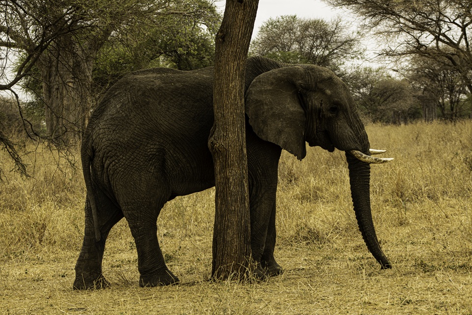 African elephant inside Ngorongoro Crater near Karatu