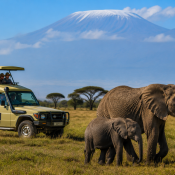 Tourists on a game drive observing elephant family in Serengeti plains during January calving season in Tanzania.