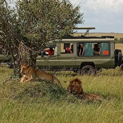 Safari jeep viewing Lion during a 7 Days Kenya Tanzania Safari