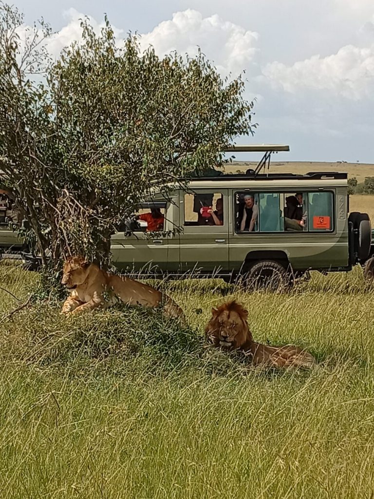 Safari jeep viewing Lion during a 7 Days Kenya Tanzania Safari