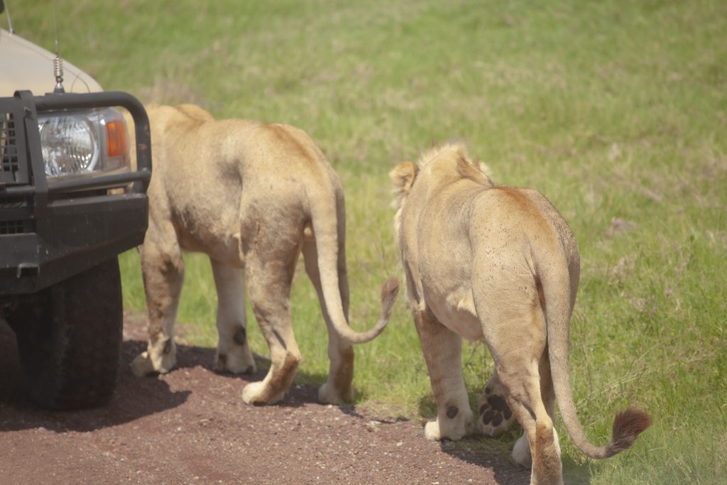 4-day safari from Zanzibar to Serengeti Tanzania