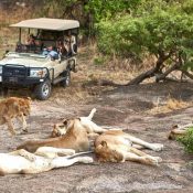 First-time Tanzania safari travelers enjoying a wildlife game drive in Serengeti National Park