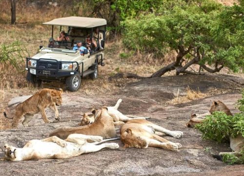 First-Time Tanzania Safari: 30 Things Nobody Tells You