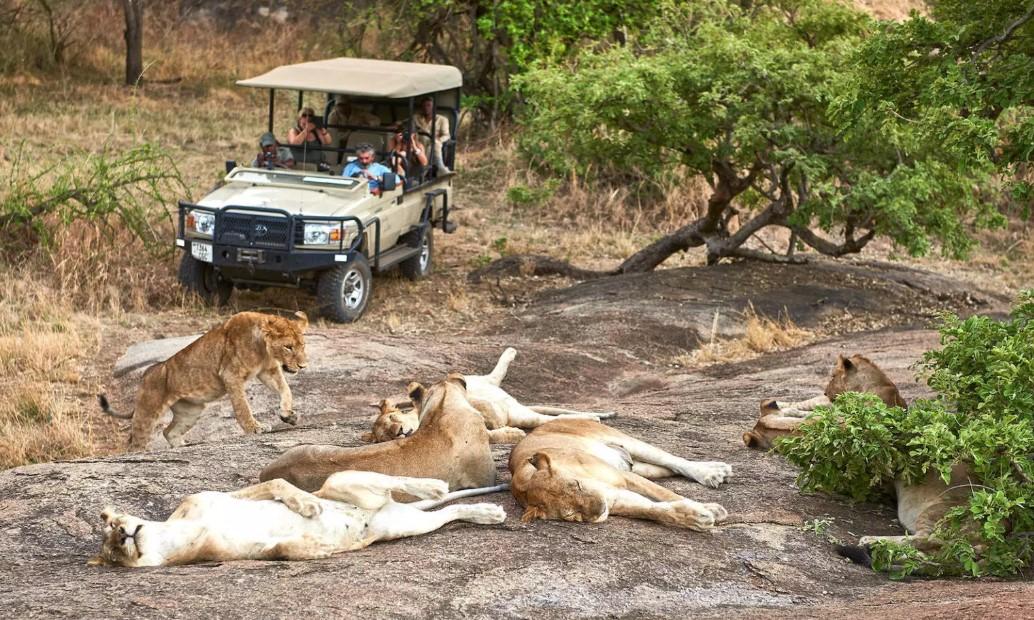 First-time Tanzania safari travelers enjoying a wildlife game drive in Serengeti National Park