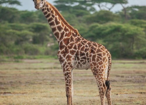 7-Day Tanzania Safari and Zanzibar Beach Holiday