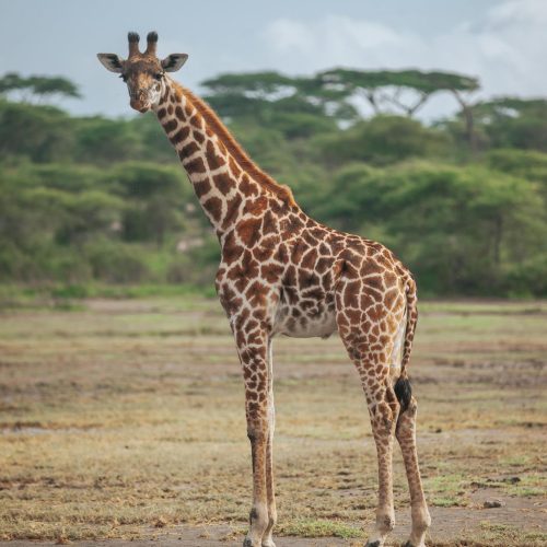 7-Day Tanzania Safari and Zanzibar Beach Holiday featuring Serengeti wildlife, Ngorongoro Crater, Tarangire National Park, and Zanzibar beaches
