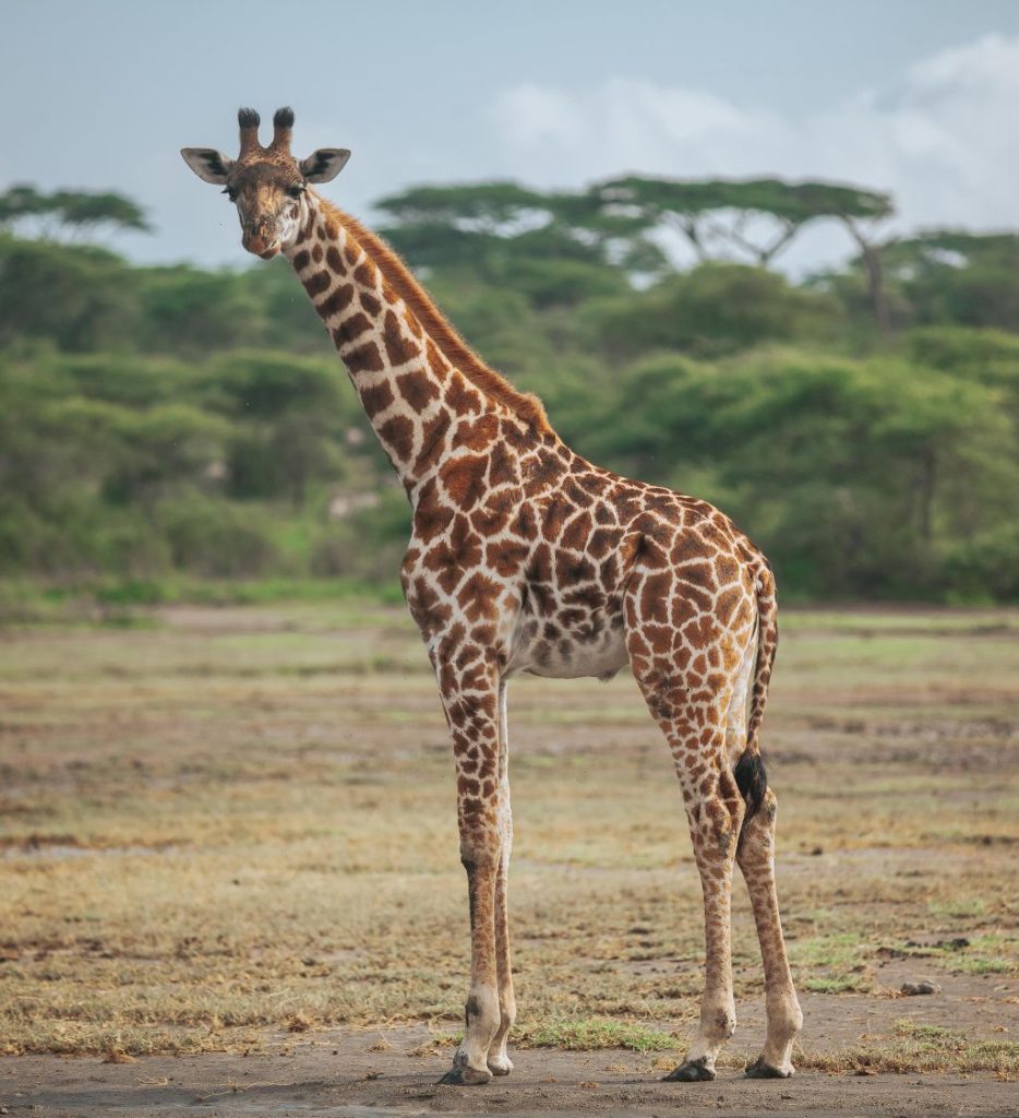 7-Day Tanzania Safari and Zanzibar Beach Holiday featuring Serengeti wildlife, Ngorongoro Crater, Tarangire National Park, and Zanzibar beaches