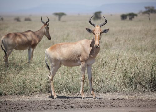 3-Day Tanzania Group Safari Itinerary