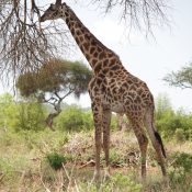 Serengeti fly-in safari from Zanzibar during the 2026 Mara River wildebeest migration crossing in Northern Serengeti, Tanzania.