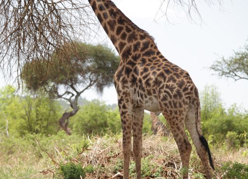 Serengeti Fly-In Safari from Zanzibar | Mara River Crossing 2026