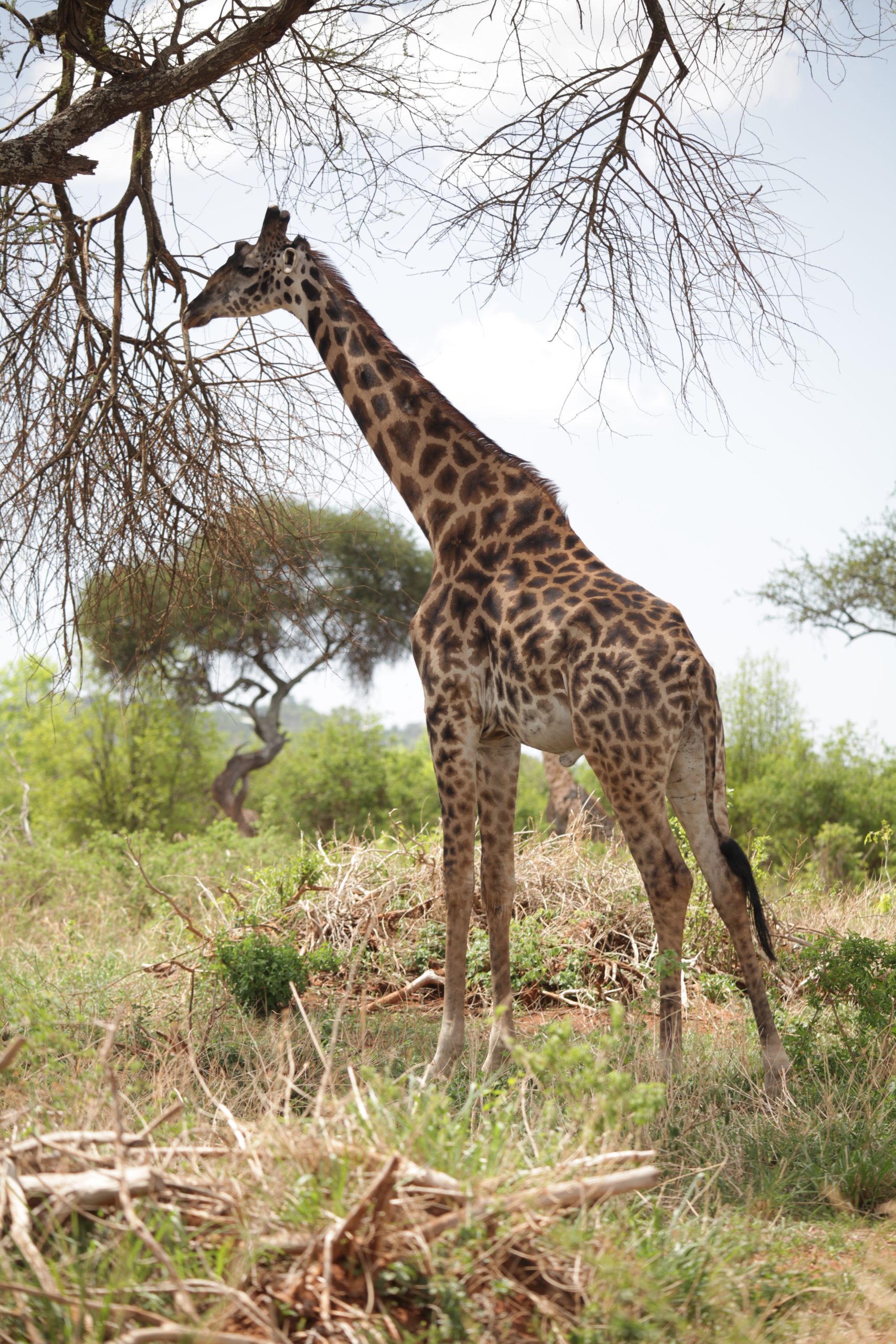 Serengeti fly-in safari from Zanzibar during the 2026 Mara River wildebeest migration crossing in Northern Serengeti, Tanzania.
