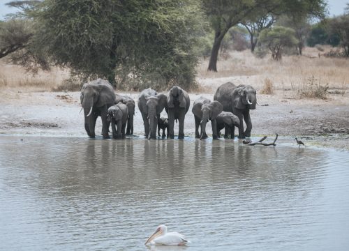 5-Day Tanzania Joining Safari | Tarangire, Serengeti, Ngorongoro & Lake Manyara