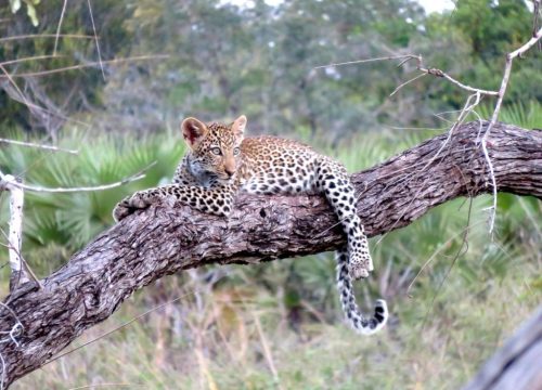 4-Day Tanzania Joining Safari: Tarangire, Serengeti & Ngorongoro