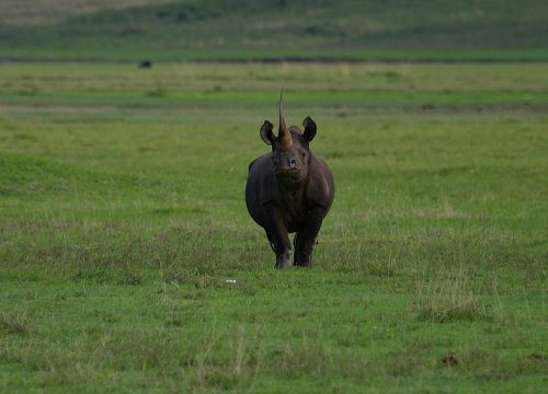 3-Day Joining Safari Tanzania: Serengeti & Ngorongoro Crater