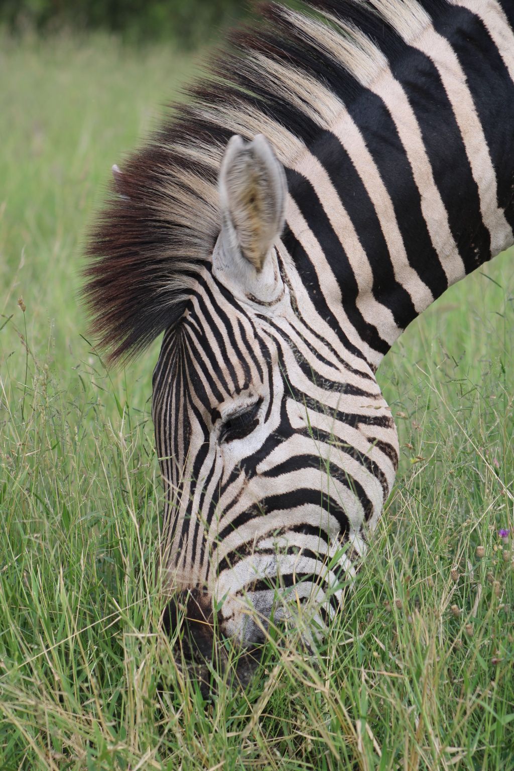 Zebra grazing during a Tanzania safari with Ron Adventure