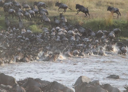 6 Days Joining Safari Tanzania | Serengeti Migration & Mara River Adventure