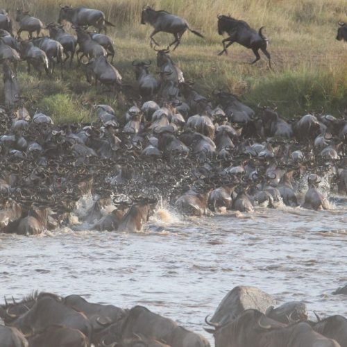 6 Days Joining Safari Tanzania with Northern Serengeti Mara River crossing and Great Migration wildlife