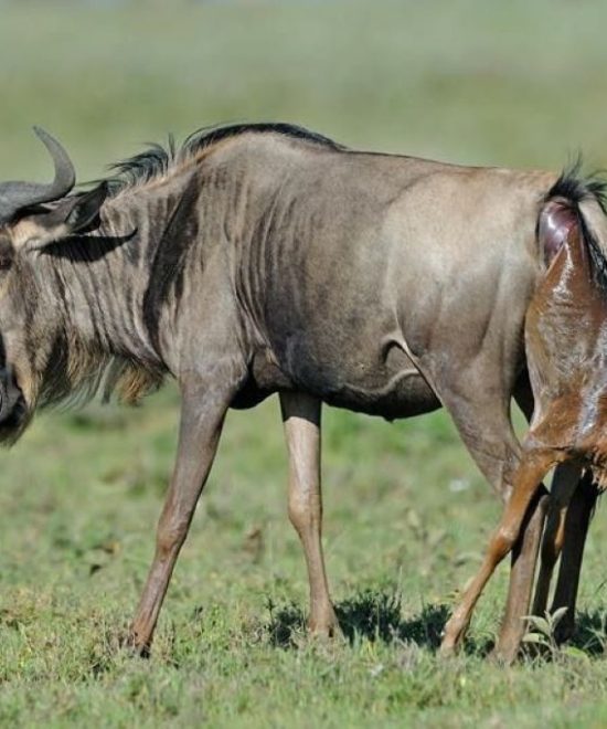 7-Day Luxury Ndutu Calving Season Safari