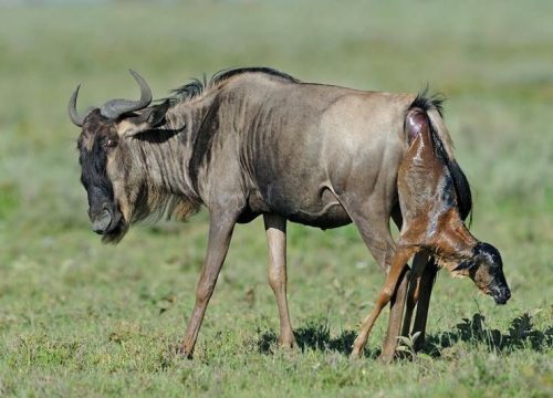 3-Day Joining Safari Tanzania: Itinerary & Cost