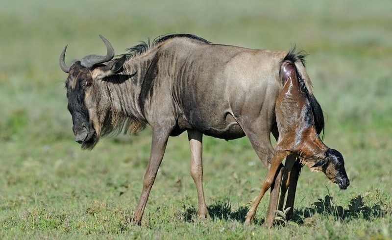 3-Day Ndutu and Ngorongoro Crater Joining Safari Tanzania with wildebeest, zebras and wildlife in the Ndutu plains