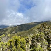 6. Giant Senecio plants on Mount Kilimanjaro.