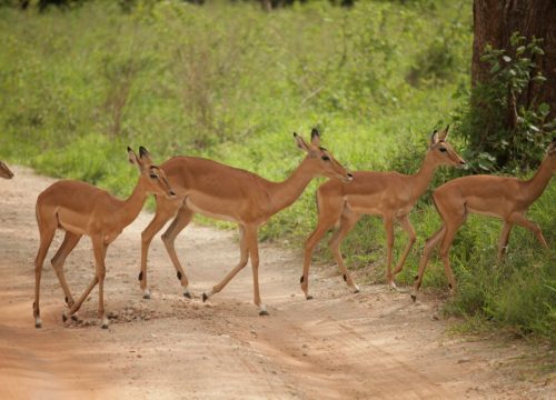 7 Days Tanzania Luxury Safari Itinerary